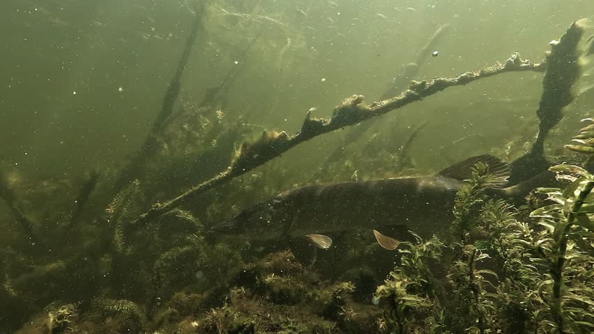 Northern pike - Esox lucius - swims through dense aquatic vegetation and crosses a submerged branch structure in freshwater lake habitat.