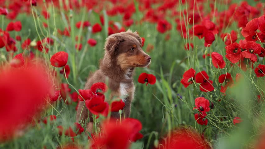 A Miniature American Shepherd puppy sits among blooming poppies outdoors during spring. Bright floral scenery creates cheerful cinematic atmosphere.