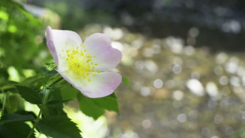 Wild Dog Rose (Rosa canina) Blooming by the River Rea in Birmingham.
A close-up, high-definition shot of a pale pink Wild Dog Rose (Rosa canina) in full bloom. The flower is gently swaying in the breeze on the banks of the River Rea in Cannon Hill Park, Birmingham. The background features a beautiful, out-of-focus shimmering river with natural bokeh, creating a peaceful and serene atmosphere. Ideal for projects related to British nature, summer, botany, and tranquil landscapes.