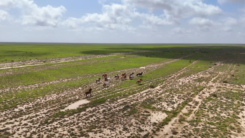 Horses galloping across the steppe, as seen from a drone