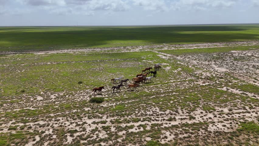 Horses galloping across the steppe, as seen from a drone