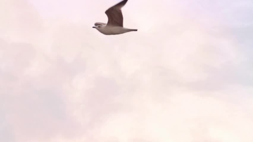 Couple of seagulls gliding on the sky. Gliding birds, Slow motion
