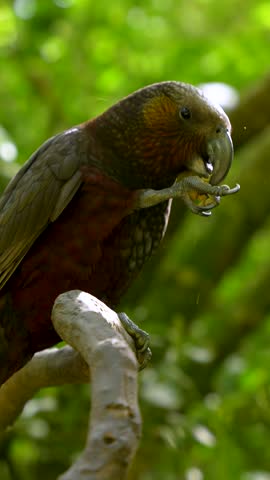 Closeup vertical footage of a rare Kaka parrot perched in native forest habitat at Zealandia sanctuary in Wellington, New Zealand