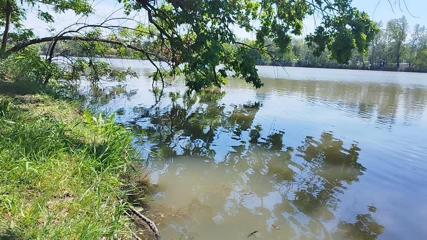 Lakeside landscape, green grassy shore on the left, a large branch reaches over the water, the surface of the water ripples from the wind.