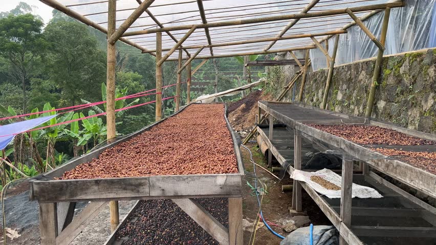 Depulped arabica coffee beans in honey process coffee, the beans undergo slow drying under shelter in Indonesia highland
