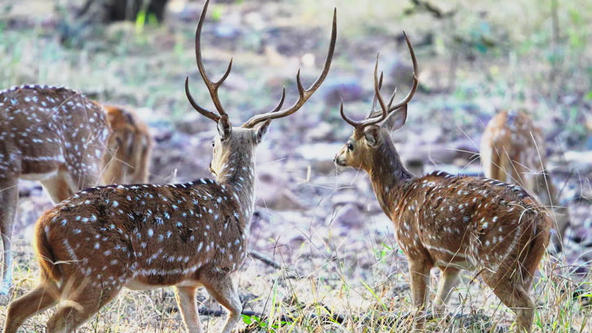 Two male chital deer stags lock antlers in a territorial fight within an Indian wildlife sanctuary. Authentic cinematic nature scene showing animal behavior during golden hour.