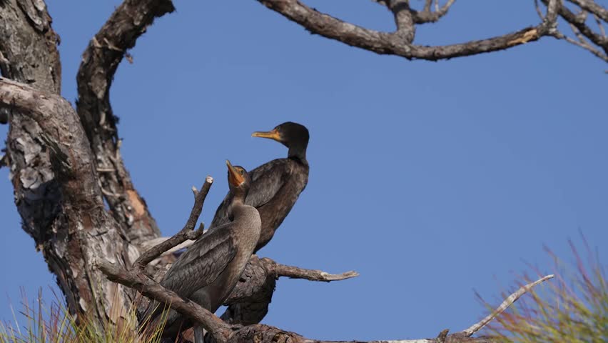 Close-up footage of double-crested cormorants perched in a tree, showcasing natural bird behavior and detailed feather texture in crisp 4K resolution.