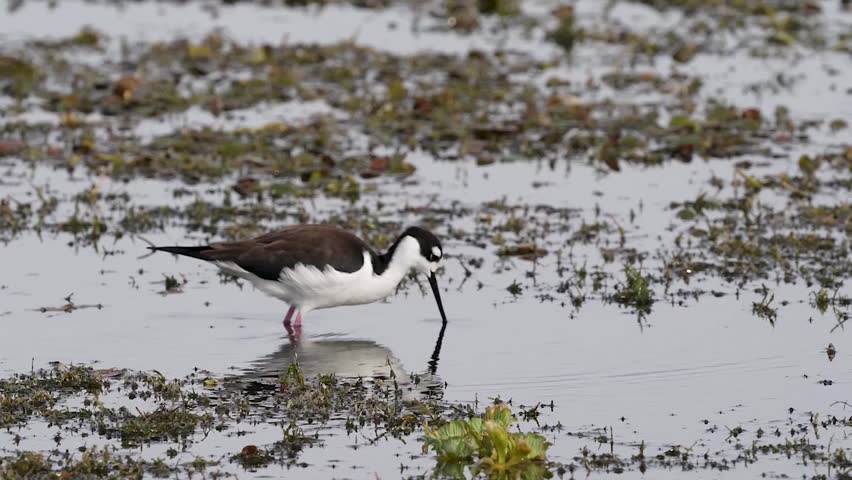 Close-up footage of black-necked stilts foraging in wetlands, showcasing natural feeding behavior and elegant long-legged bird movement in crisp 4K resolution.