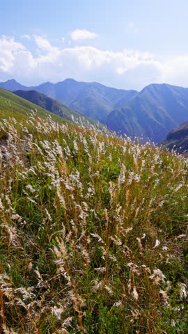 Vast mountainous landscape filled with tall grass and feathery seed heads swaying in the wind.