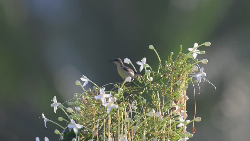 Male and Female Purple Sunbirds Feeding on White Flowers