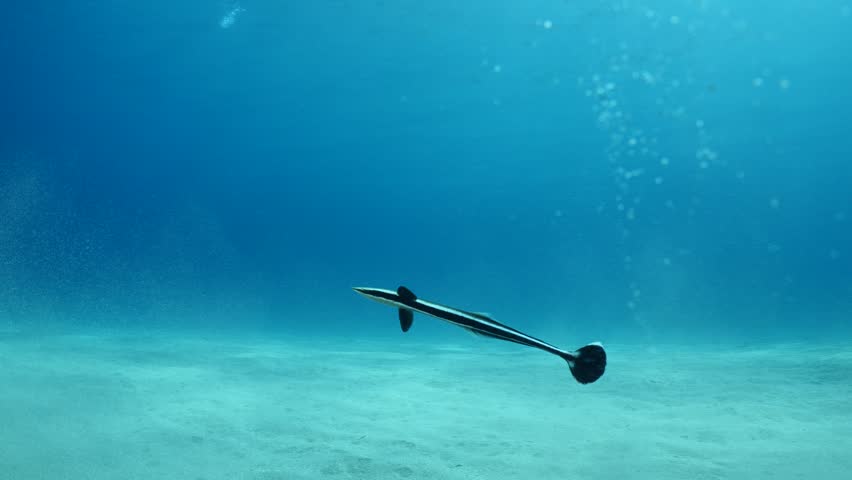 remora fish underwater  in blue water pilotfish ocean scenery