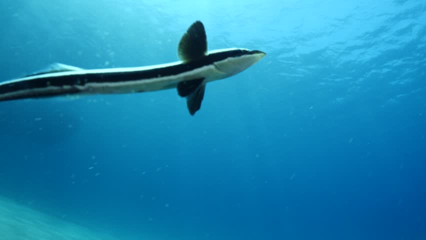 remora fish underwater  in blue water pilotfish ocean scenery