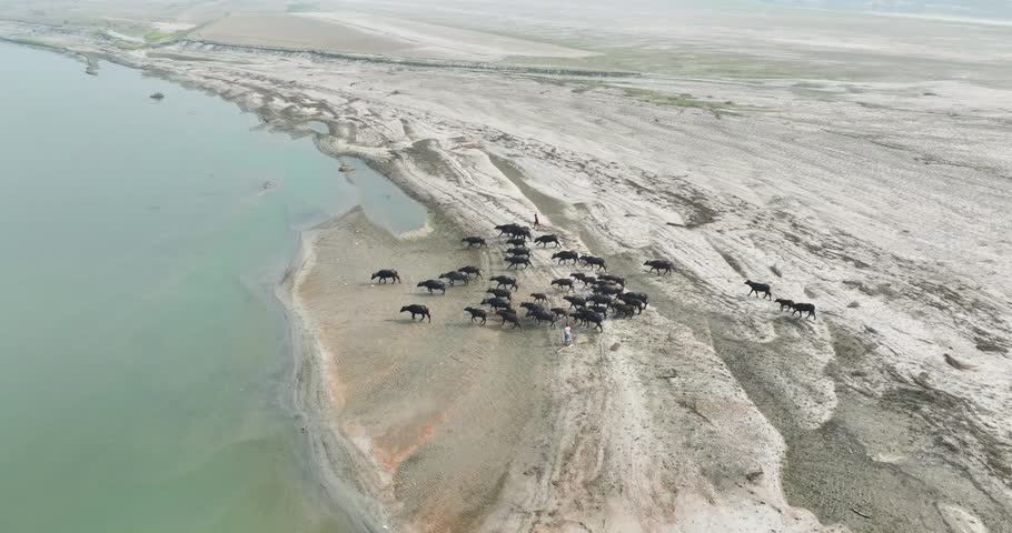Aerial view of a herd of water buffalo walking along a sandy riverbank with a herder near the water in Kurigram, Rangpur Division, Bangladesh.