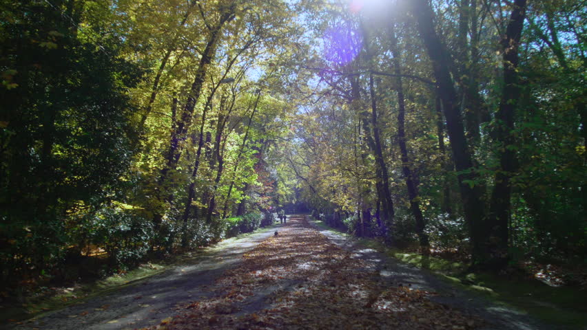 Scenic woodland trail lined with tall trees and golden foliage reflecting tranquility seasonal beauty and quiet countryside environment