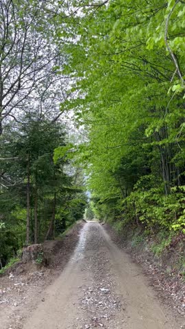 Zoom video of a mountain trail between spruce trees and beech branches.