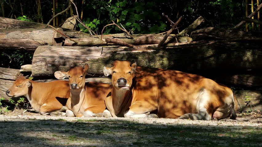 Banteng, Bos javanicus or Red Bull. It is a type of wild cattle But there are key characteristics that are different from cattle and bison: a white band bottom in both males and females.
