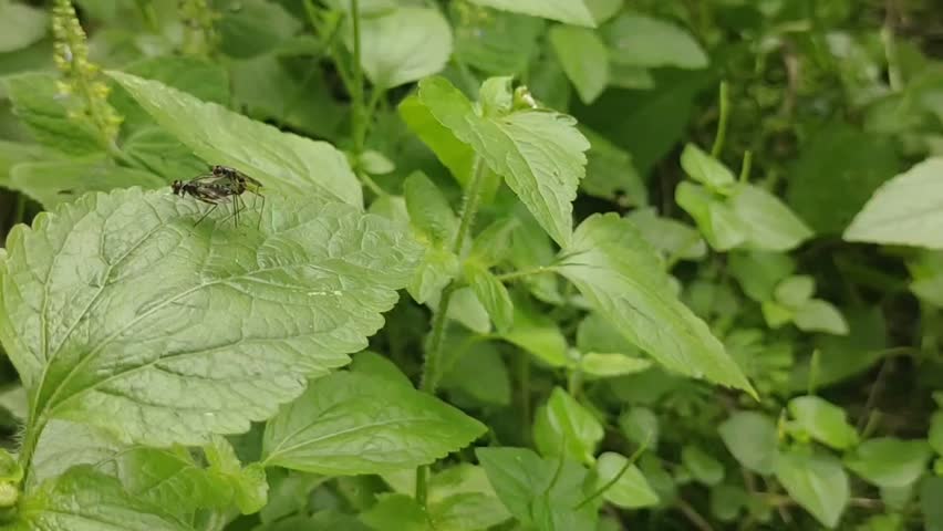 Small Beetle On Wet Leaf