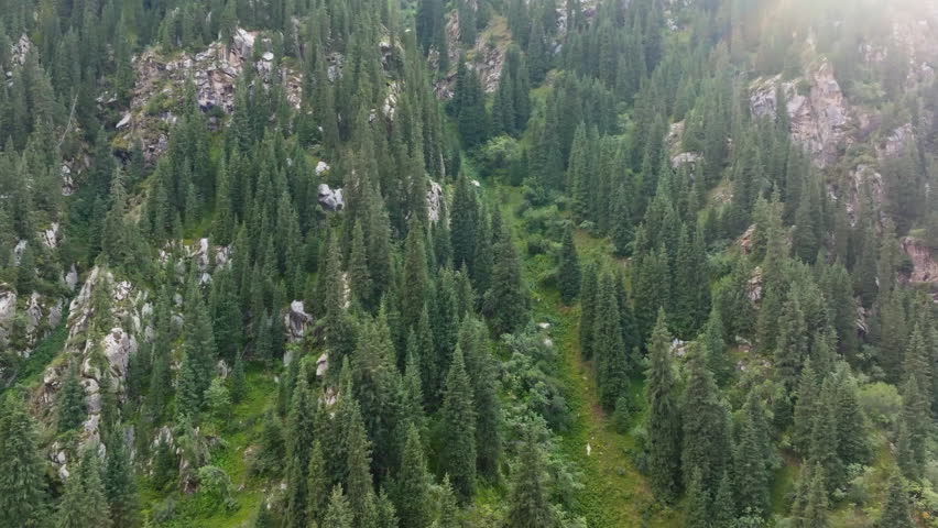 Peaceful forest scene features tall trees and majestic mountains under clear blue sky. Descending drone view.