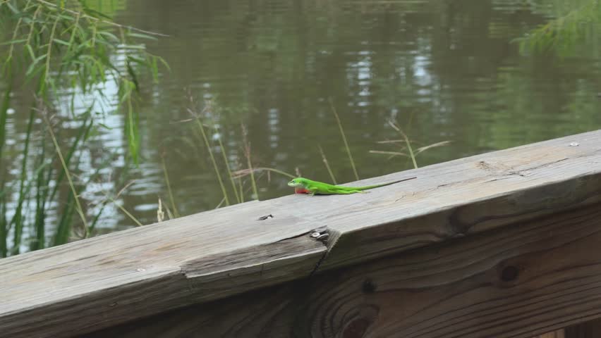 A shot of a green anole, a small green lizard, running and extending his dewlap on the UHCL boardwalk in Houston, Texas.