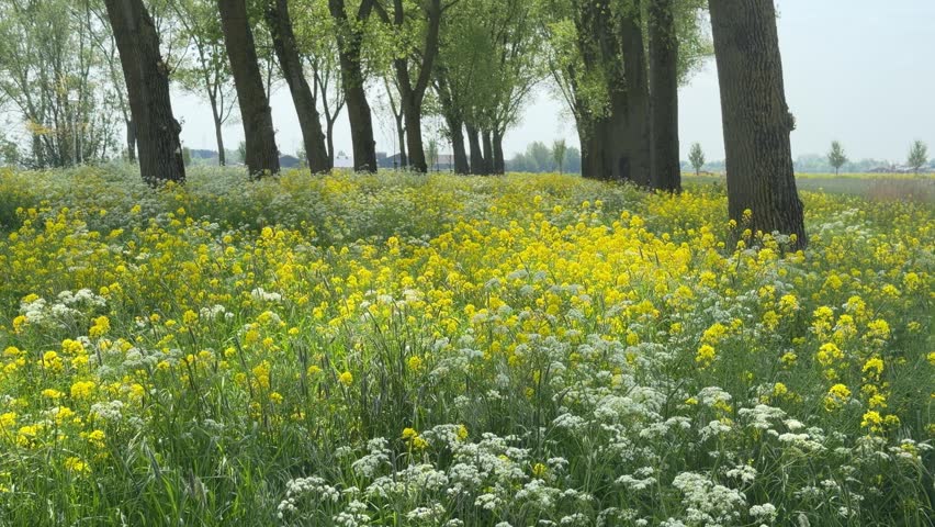 A tranquil meadow with vibrant yellow and white wildflowers under tall trees. Peaceful and natural setting