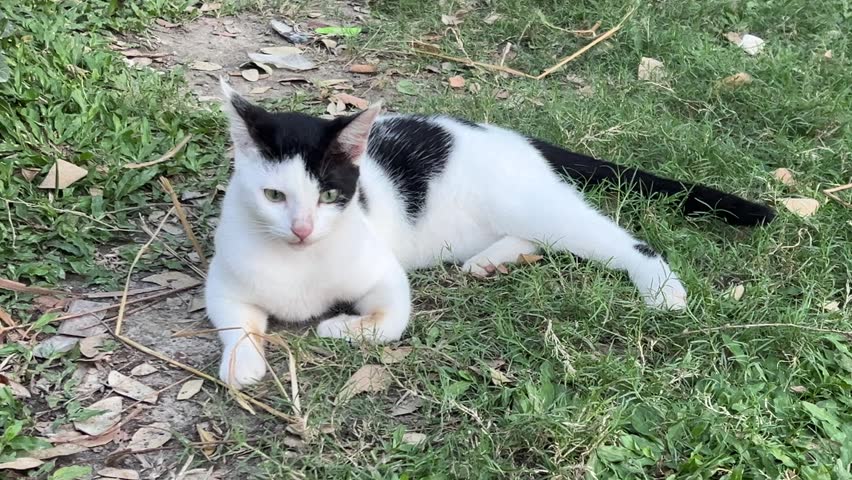 Black and white domestic cat lying down on green grass patch looking sideways