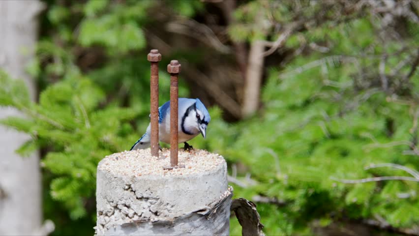 A blue jay approaches a bird feeder in a backyard garden to eat seeds. The bird hops around and interacts with the environment in a green outdoor setting.