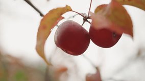 Soft dawn highlights ripe fruits. Calm orchard of red apples bathed in muted pastel hues. Serene scene of dewkissed apples hanging amid soft overcast illumination with minimal composition - Powered by Shutterstock - Get 15% off with code: PIKWIZARD15