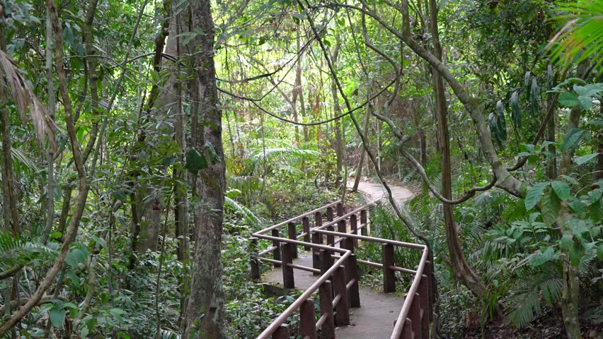 wooden walkway bridge in the forest