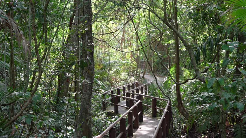 wooden walkway bridge in the forest