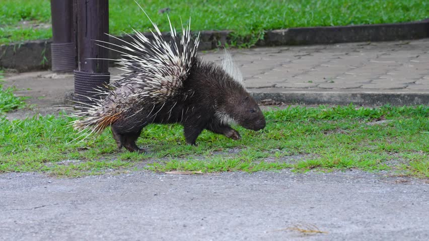 Porcupine (Hedgehog)  walk on road in national park