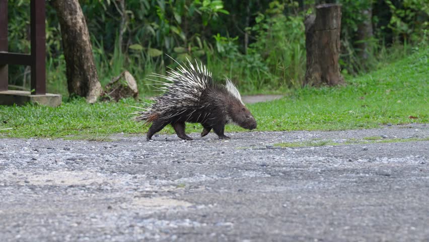 Porcupine (Hedgehog)  walk on road in national park