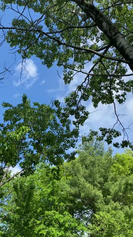 Tree Canopy With Clouds Drifting Across Blue Sky Background