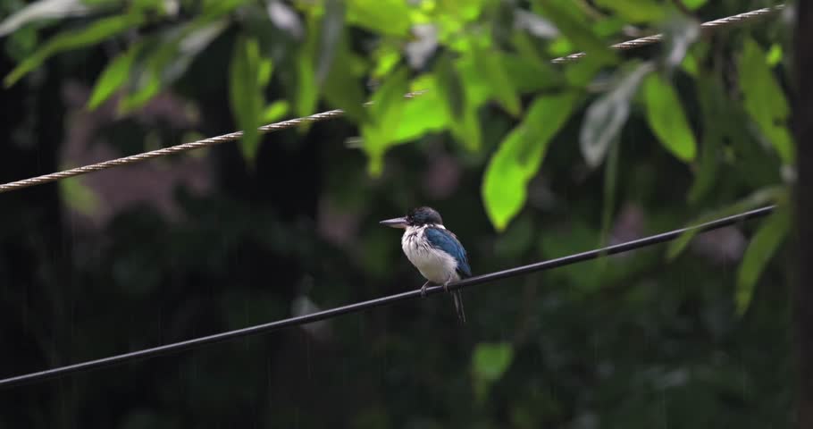 Collared kingfisher perched on a wire during rainfall with lush green foliage background. Wildlife photography, tropical bird in natural habitat, rainy season atmosphere.