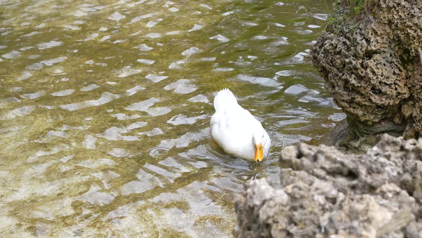 ducks swimming in the pool