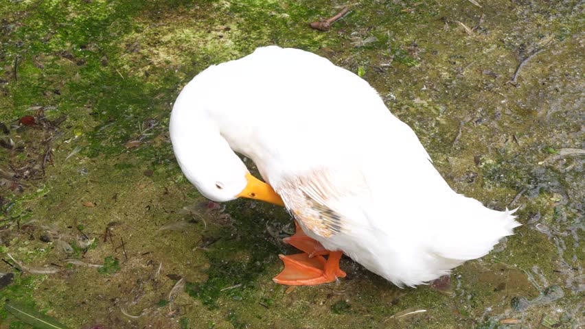 ducks swimming in the pool