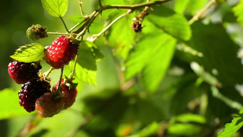  4k video of bunches of delicious blackberries ready to be harvested
