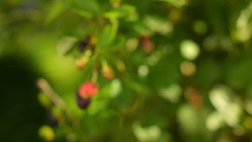 4k video of bunches of delicious blackberries ready to be harvested
