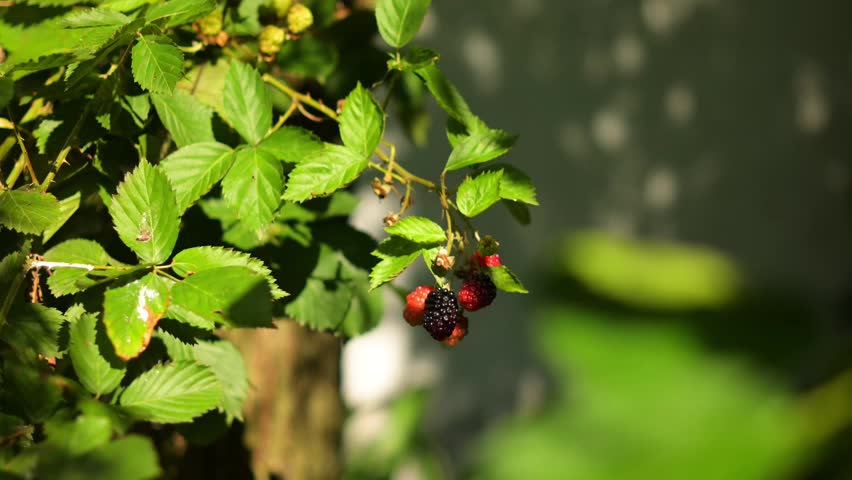 4k video of bunches of delicious blackberries ready to be harvested
