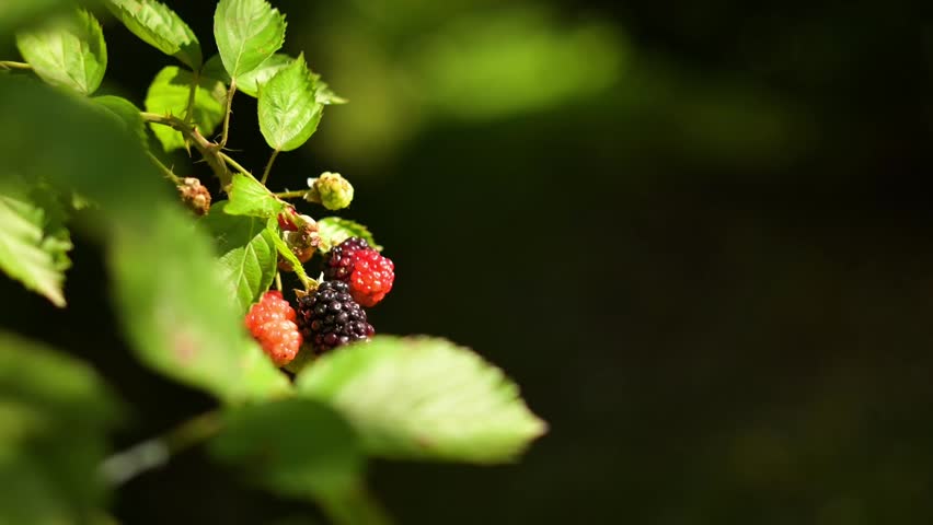 4k video of bunches of delicious blackberries ready to be harvested
