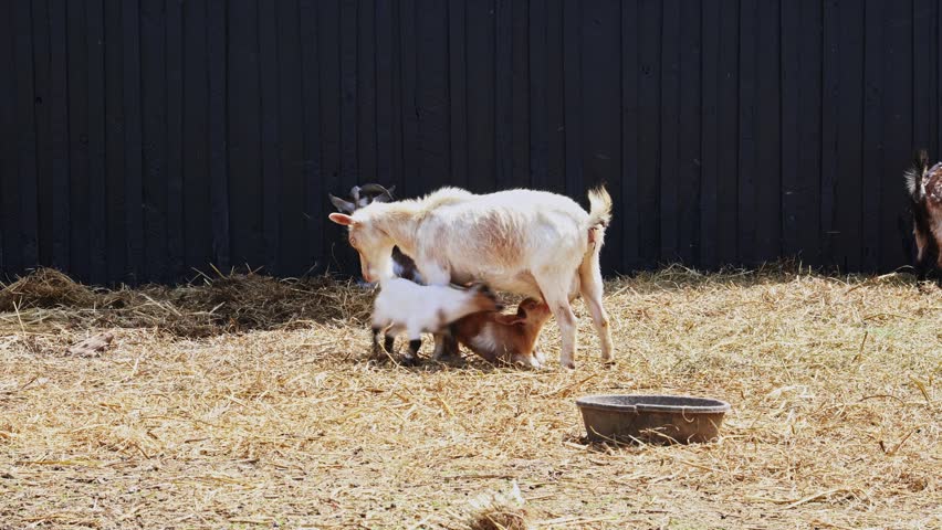 Mother goat nursing here young kids on a farm in Central Kentucky.