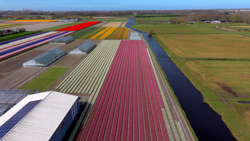 Aerial view of vibrant, colorful Dutch tulip fields in neat stripes next to greenhouses and a straight drainage canal cutting through agricultural farmlands under a clear blue sky.