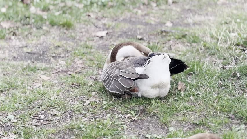 Goose resting on grass with head tucked under wing, outdoor park setting, calm natural wildlife scene.