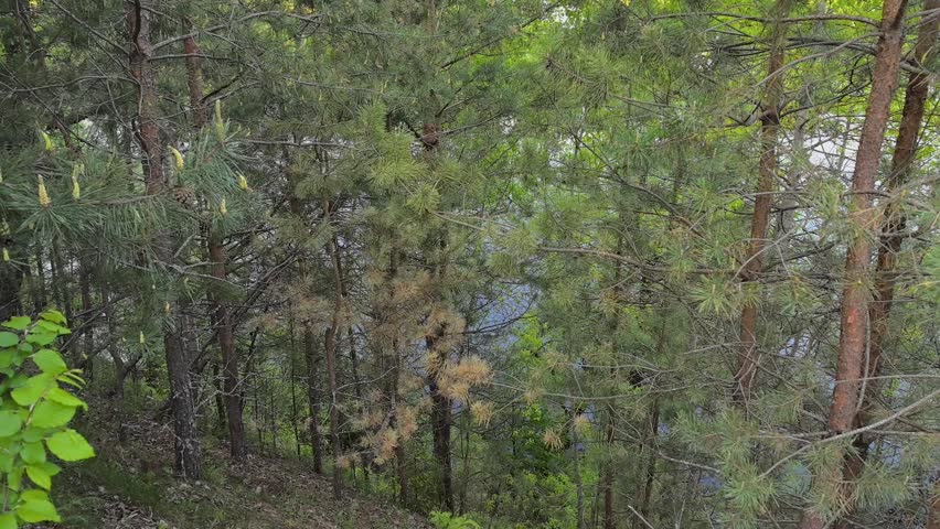 A gentle breeze moves through a vibrant forest near a calm river. Sunlight filters through the trees, creating a peaceful atmosphere for nature lovers.