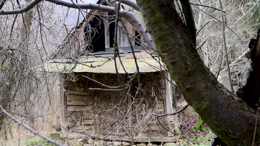 Abandoned Rustic House Hidden Behind Trees