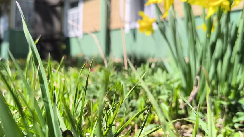 close-up of yellow daffodils near a wooden house. Gardening concept.