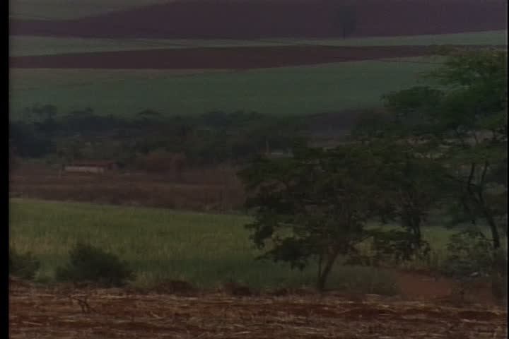 Truck loaded with cut sugar cane drives off through harvested sugar cane field in Brazil.