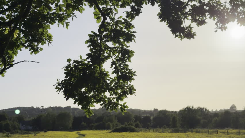 Oak tree leaves overhanging yellow flower meadow panning