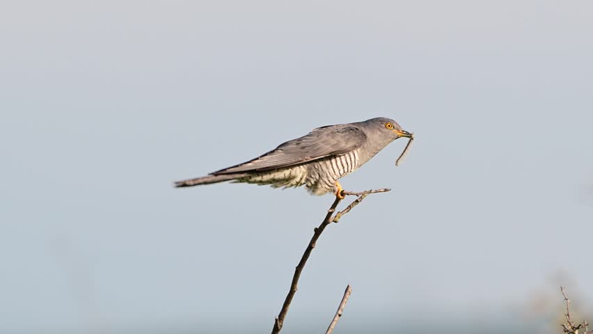 Common cuckoo (Cuculus canorus) sits on a stick with an insect in its beak and eats it. slow motion.