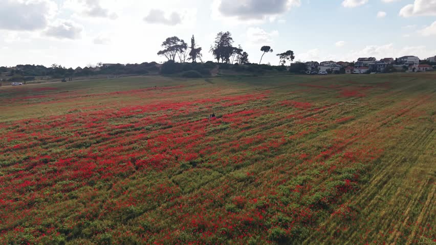 Aerial view of blooming red poppy field with rolling rural landscape dramatic clouds and residential neighborhood on horizon