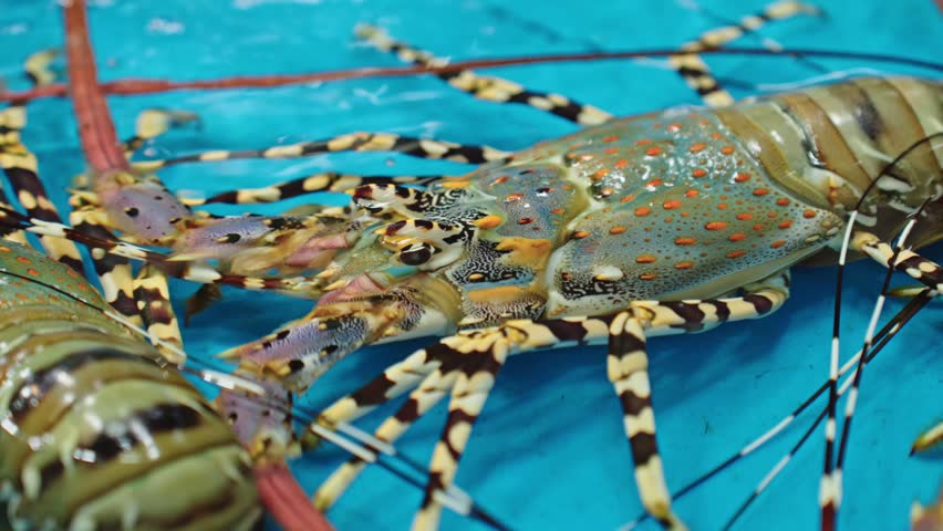 Live Spiny Lobster In Seafood Tank At Thai Fish Market Extreme Closeup